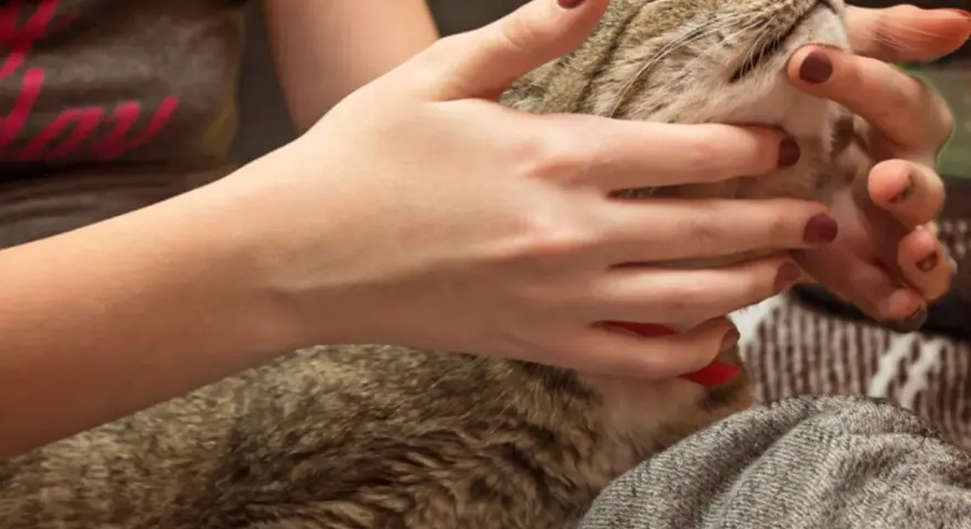 Mani che accarezzano delicatamente un gatto tigrato, forse per alleviare il disagio di un massaggio gatto stitico.