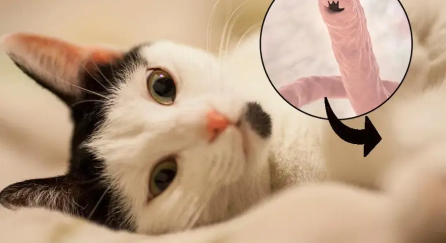 Gatto bianco e nero con un ingrandimento di vermi polmonari, un pericolo per la salute felina.