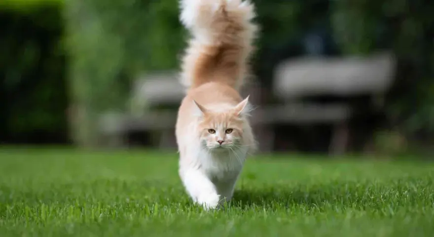 Un gatto Maine Coon color crema cammina sull'erba con la coda alta. Chissà perchè il gatto muove la coda in questo modo, forse è curioso o felice.