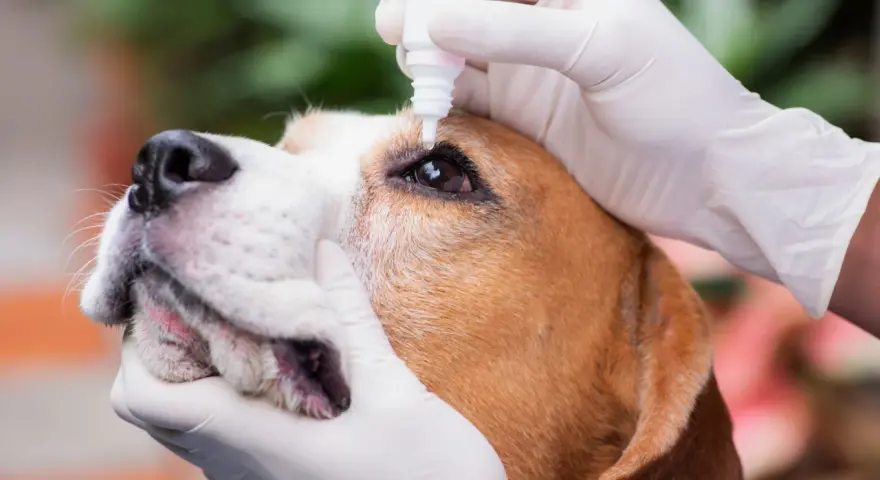 Mani guantate applicano gocce oculari a un beagle. Il cane ha un'espressione paziente mentre riceve il trattamento.