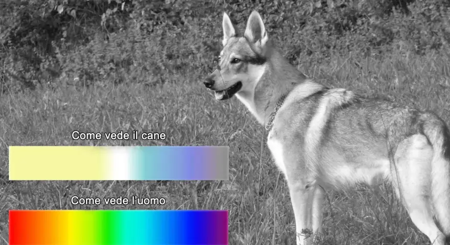 Un cane in un prato, con barre colorate che mostrano come vedono i cani (giallo, blu) e come vede l'uomo (arcobaleno).