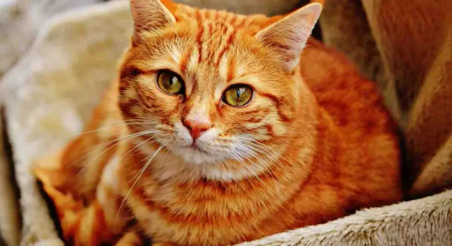 Gatto rosso dal carattere fiero, con occhi verdi penetranti, riposa su una morbida coperta.
