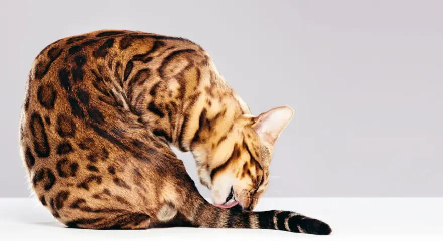 Gatto bengala con mantello maculato si lecca la coda, mostrando la sua igiene meticolosa, forse un segno di iperestesia felina.