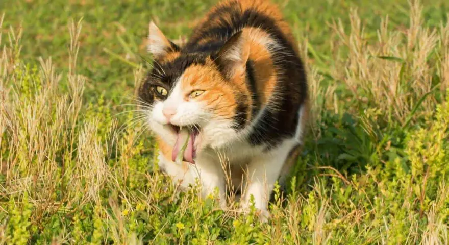 Calico cat with tongue out, appearing to vomit in tall grass.
