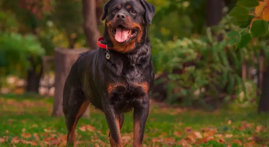 Un maestoso carattere rottweiler maschio, con la lingua fuori e un collare rosso, posa in un parco autunnale.