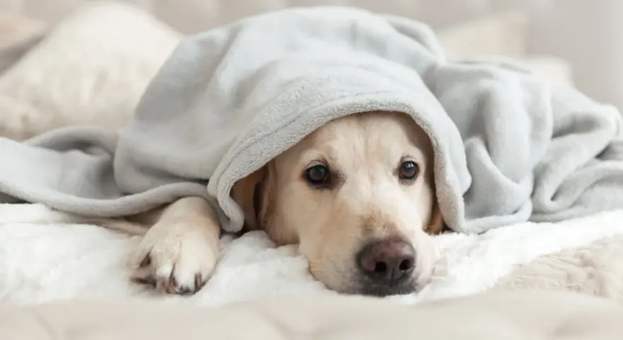 Un cane si nasconde sotto una coperta, forse per sentirsi più sicuro, come se fosse sotto al letto.