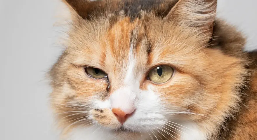 Occhi dolci e un po' tristi di un pica gatto tricolore, con una goccia che scende dall'occhio sinistro.