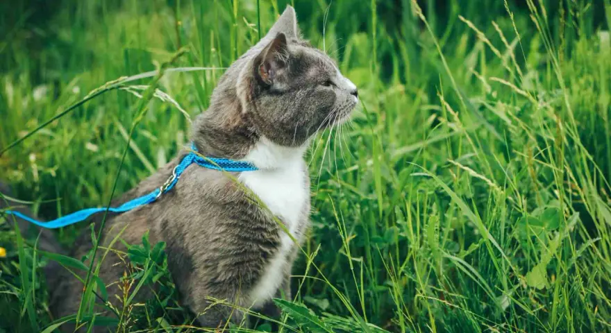 Gatto grigio con pettorina blu in mezzo all'erba alta. Un esempio di come abituare il gatto al guinzaglio per esplorare la natura in sicurezza.
