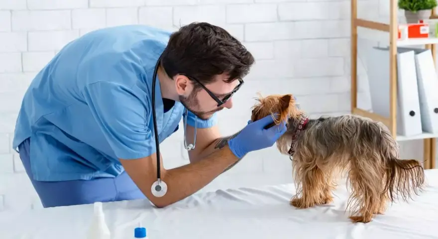 Veterinario esamina un yorkshire terrier, cercando il miglior nutrizionista per cani per una dieta equilibrata.