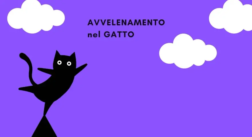 Un gatto nero stilizzato con occhi bianchi, su sfondo viola con nuvole. Il testo "AVVELENAMENTO nel GATTO" suggerisce un pericolo.