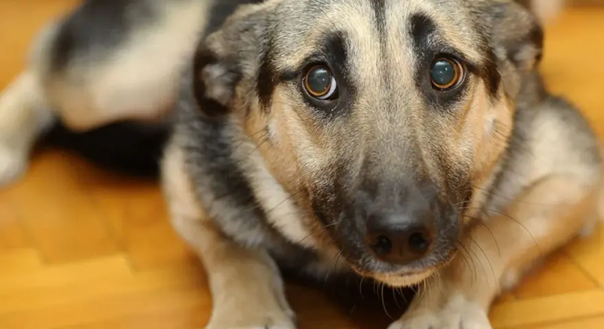 Un cane pauroso con occhi grandi e imploranti, sdraiato su un pavimento di legno. Sembra spaventato e cerca conforto.