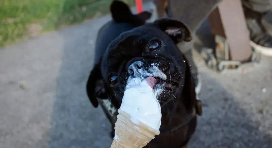 Un cane nero, con la faccia sporca di gelato, lecca felicemente un cono. Il cane può mangiare il gelato, che gioia!
