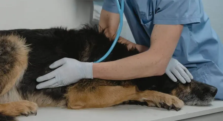 Veterinario visita un cane. Se il tuo cane ha crisi epilettiche, quando preoccuparsi?