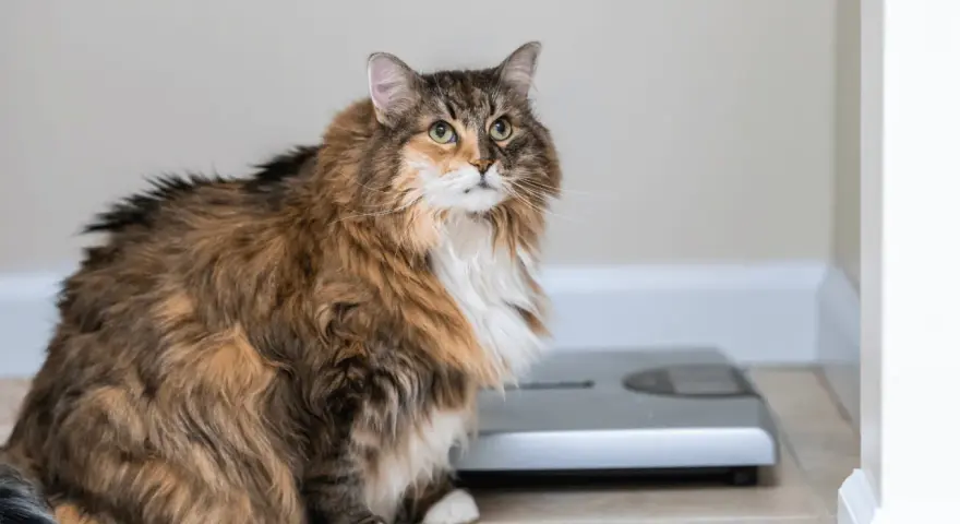 Gatto paffuto seduto vicino a una bilancia, un promemoria visivo su come far dimagrire un gatto.