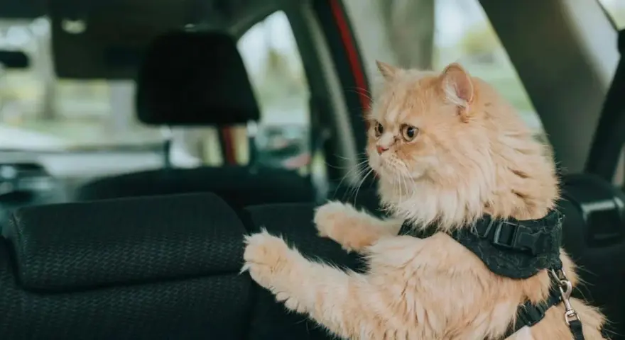 Gatto persiano color albicocca con pettorina, pronto a portare il gatto in vacanza in auto.