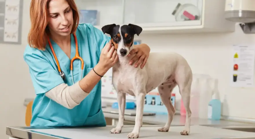Veterinaria esamina un cane, preoccupata per la sua albumina bassa.