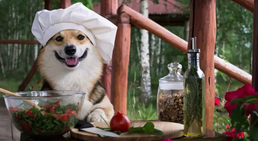 Un simpatico chef corgi prepara un'insalata, con ingredienti freschi e la certezza che i cani possono mangiare il prezzemolo.