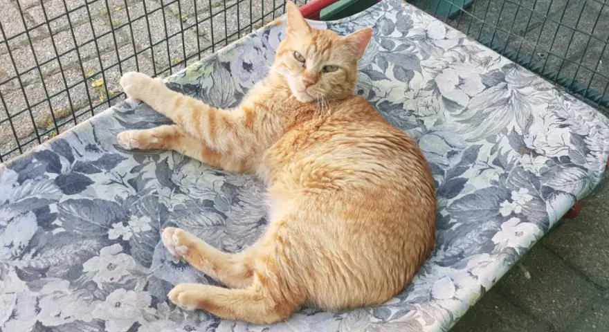 Gatto arancione sdraiato su una cuccia fiorata, con un'espressione stanca, forse a causa della leucemia felina ultimo stadio.