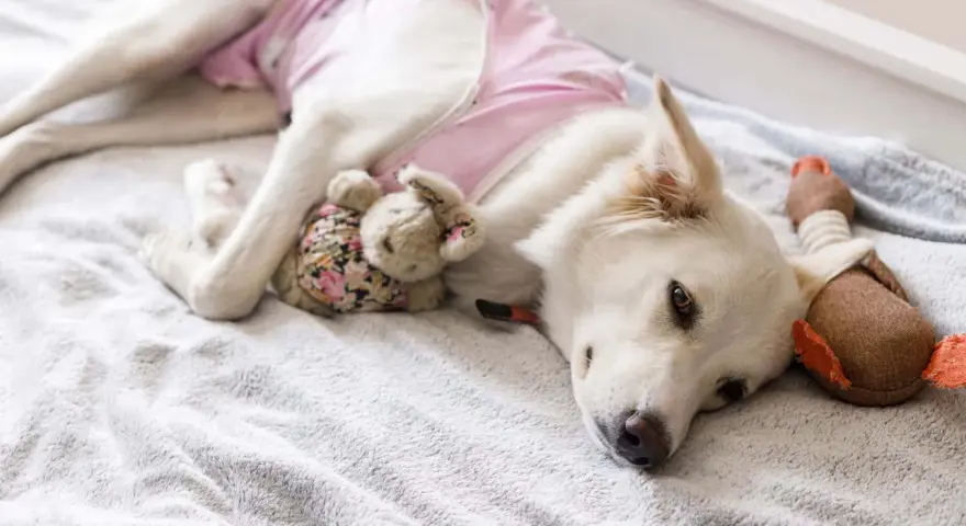 Un cane bianco con un maglioncino rosa riposa su una coperta grigia, abbracciando un coniglietto di peluche. Il suo **sieroma cane** è coperto, ma sembra a suo agio.