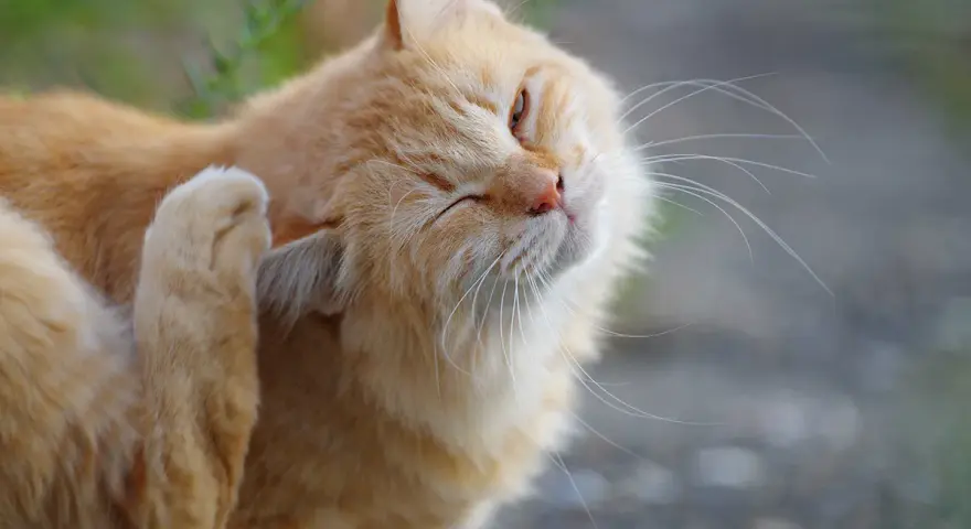 Gatto arancione si gratta l'orecchio, forse per via dei pidocchi gatto in casa.
