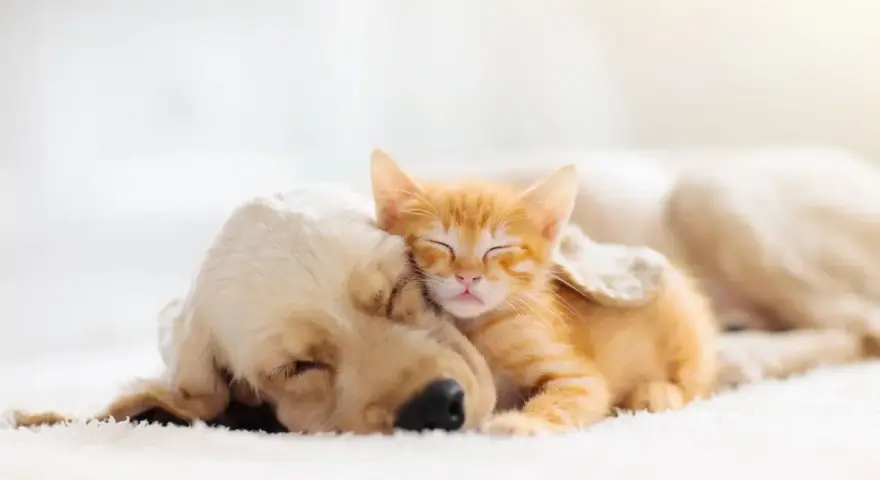 Un gattino arancione dorme sereno appoggiato a un cane dorato. Forse sognano avventure insieme, chissà cosa sognano i gatti.