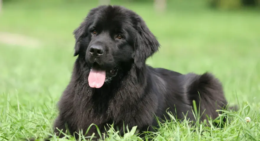 Un maestoso terranova cane nero giace sull'erba verde, con la lingua rosa fuori, godendosi una giornata di sole.