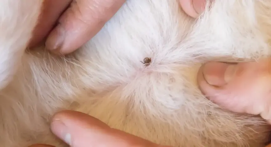 Dita che separano il pelo bianco di un gatto per rivelare una zecca attaccata alla pelle.