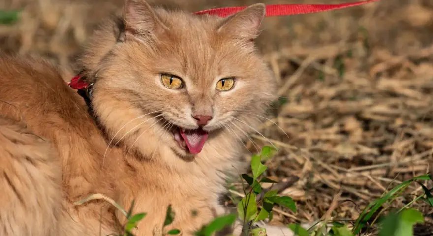 Gatto arancione con collare rosso e guinzaglio, lingua fuori, forse per dispnea gatto o per il caldo.