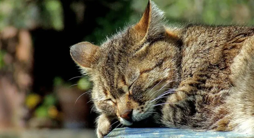 Un gatto soriano dorme beatamente al sole, con il muso appoggiato su una superficie blu.