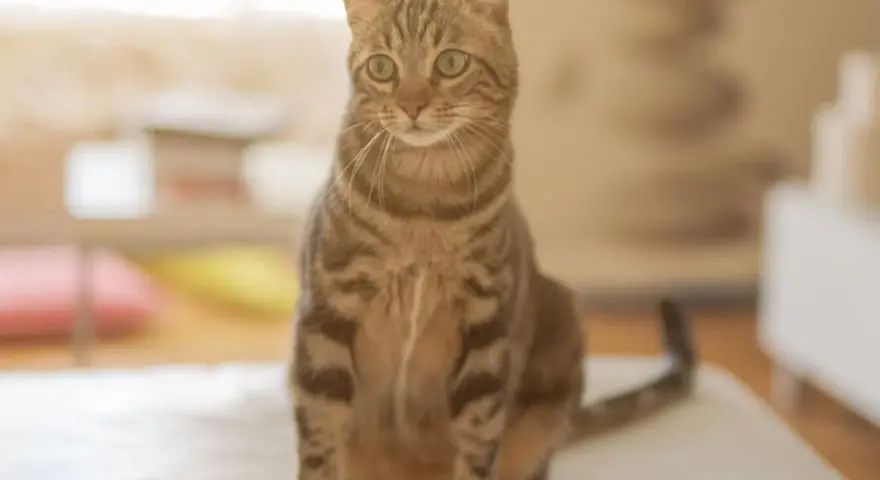 Gatto tigrato di grande razza, seduto su una superficie chiara, con occhi verdi attenti e sfondo sfocato.