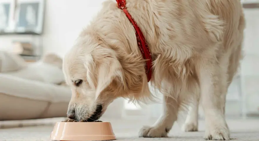 Golden retriever con bandana rossa mangia crocchette, ideali per cani con sensibilità, grazie alle proteine idrolizzate cane.