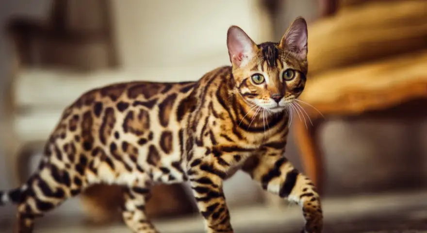 Gatto bengala dal carattere vivace, con mantello maculato e occhi verdi penetranti, cammina con eleganza.