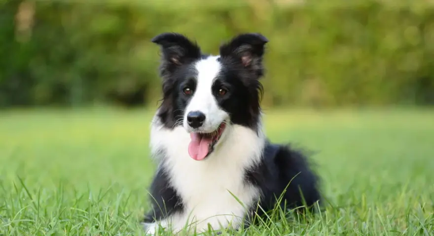 Border collie con lingua fuori, felice sull'erba. Nessun difetto visibile, solo un cane perfetto.
