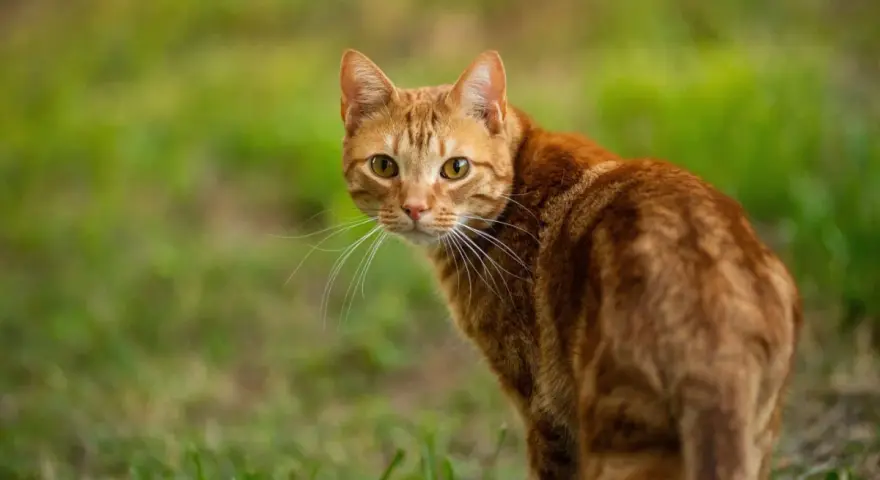 Un gatto rosso tigrato guarda incuriosito, con il pelo fulvo che si fonde con l'erba verde.