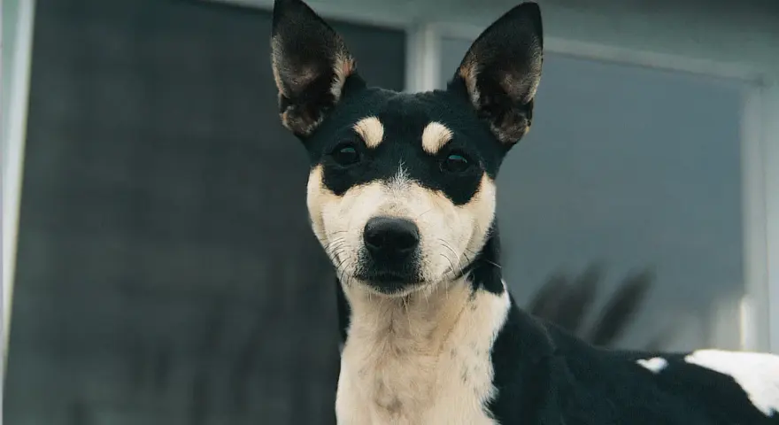 Un adorabile rat terrier con un mantello bicolore nero e bianco, con macchie distintive intorno agli occhi, guarda intensamente.