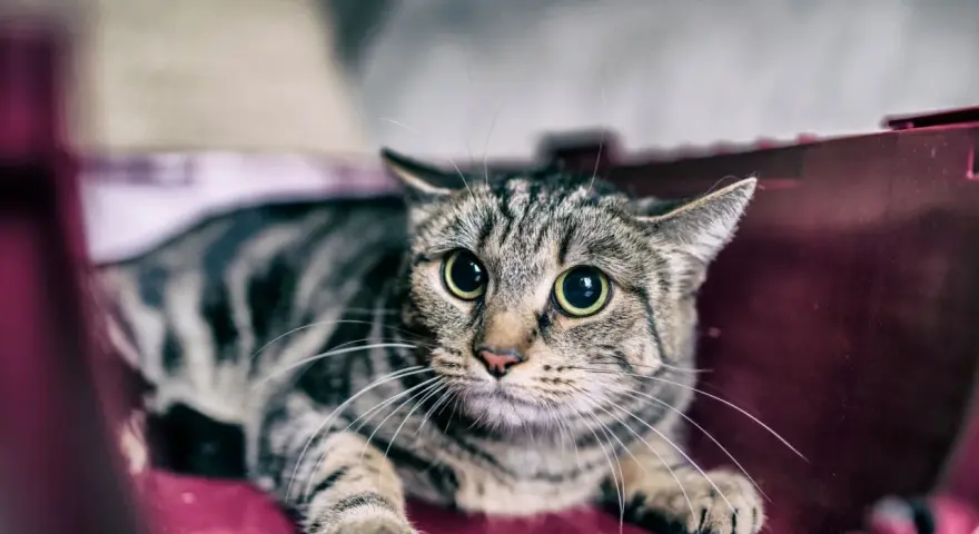 Gatto tigrato con occhi sbarrati, rannicchiato in un trasportino. Sembra spaventato, forse perché i gatti hanno paura dei temporali.