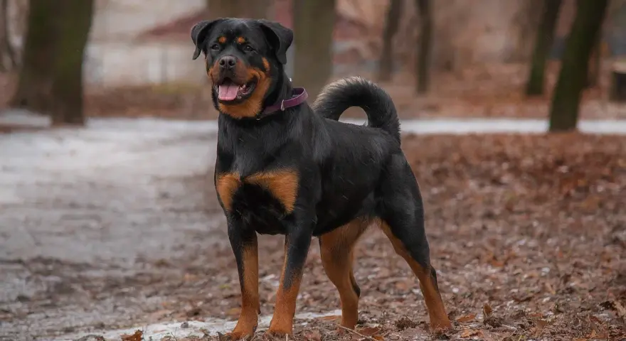 Rottweiler dal temperamento equilibrato, posa fiero in un parco autunnale.