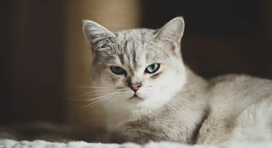 Un elegante gatto pelo medio con occhi azzurri penetranti osserva con curiosità.