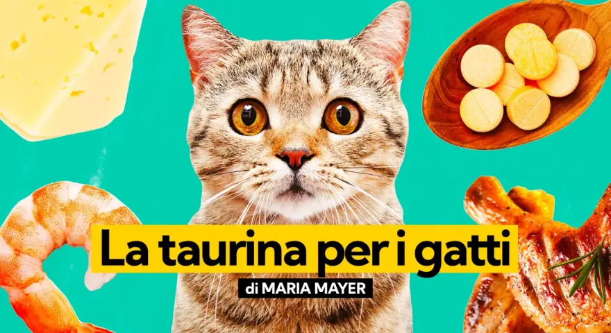 Un gatto curioso guarda verso la taurina, circondato da cibo: formaggio, gamberi e pollo arrosto.