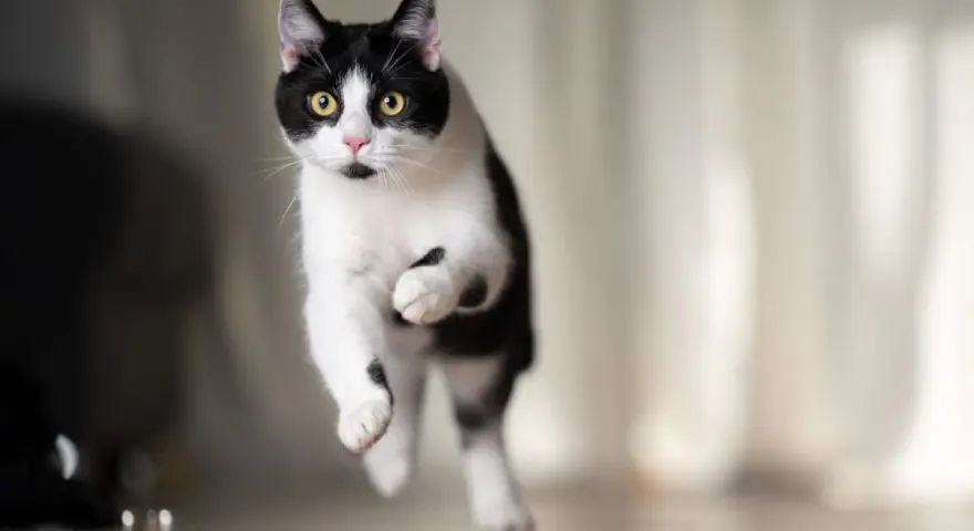 Un gatto bianco e nero salta con agilità, con gli occhi gialli che brillano.