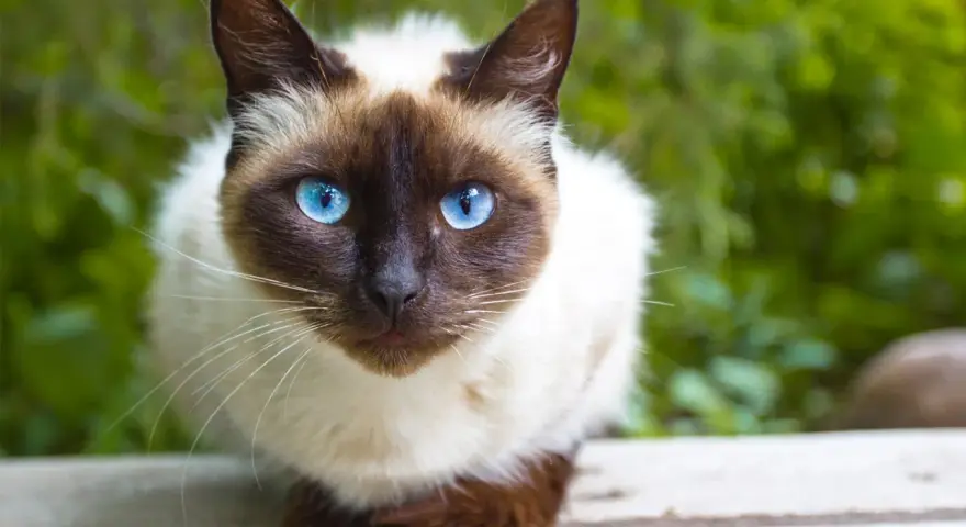Un adorabile gatto pelo corto con occhi blu intensi guarda dritto verso l'obiettivo, circondato da un verde rigoglioso.