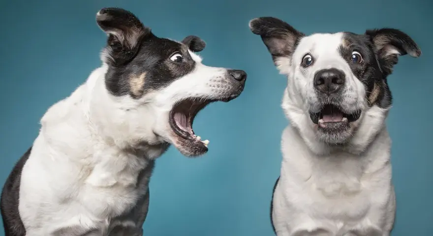Due cani bianchi e neri con espressioni sorprese. Uno sembra un cane che abbaia forte, con la bocca spalancata.