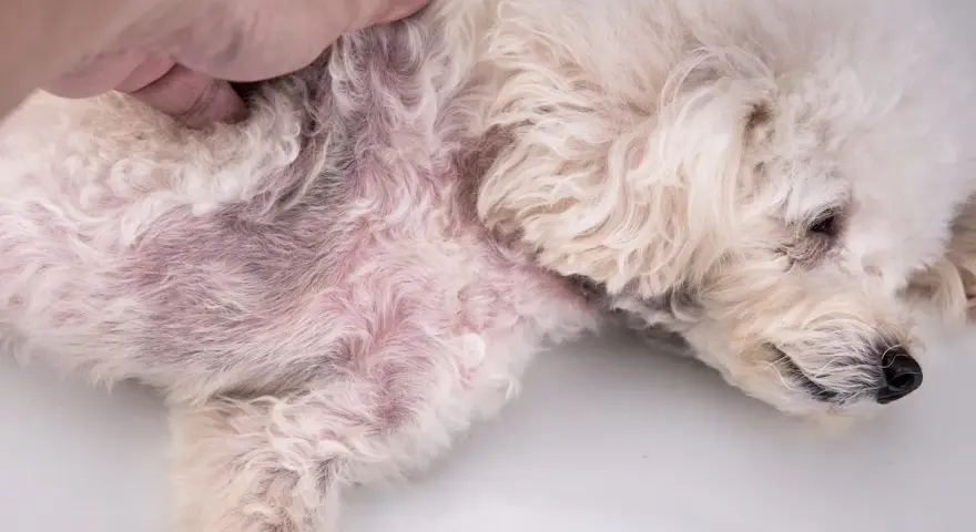 Pelo arrossato e irritato sul fianco di un cane, sintomo di dermatite da pulci.