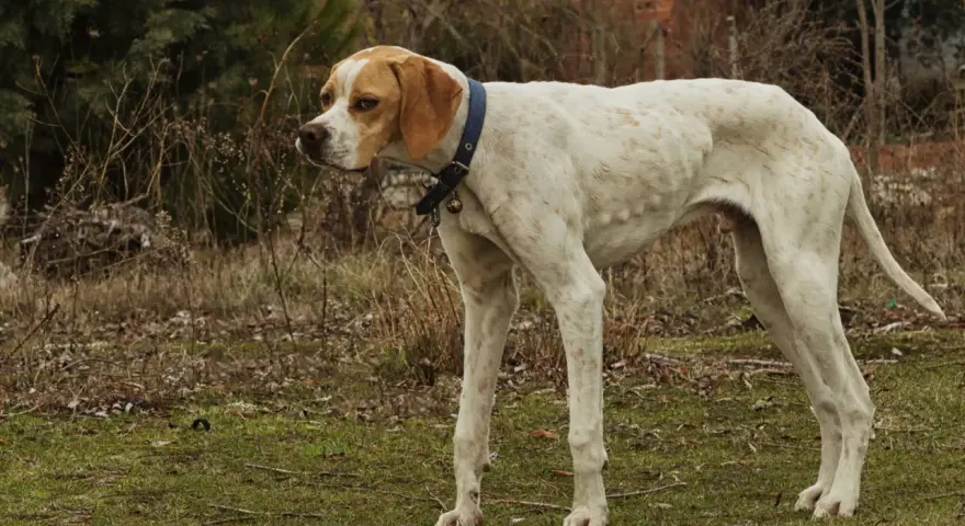 Un cane magro, bianco con macchie arancioni, con collare blu e campanellino, osserva attentamente l'ambiente circostante.