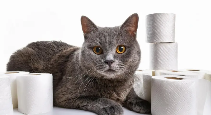 Gatto grigio con occhi dorati circondato da rotoli di carta igienica, forse per un caso di diarrea gatto.