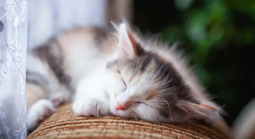 Un tenero gattino tricolore dorme sereno sul divano. Che voglia di accarezzare il gatto quando dorme, con la sua pelliccia morbida e il nasino rosa.
