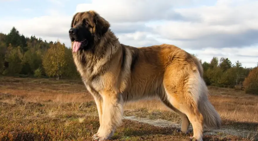 Un maestoso Leonberger, imponente per le sue **dimensioni**, posa in un prato autunnale.