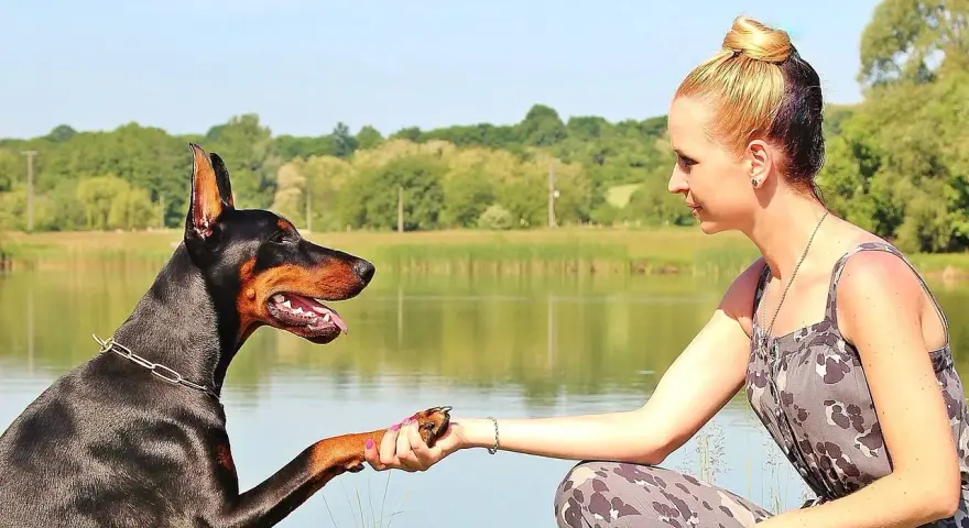 Dobermann che stringe la mano a una donna, un gesto che racchiude i dobermann pregi e difetti: fedeltà e intelligenza, ma anche bisogno di attenzioni.