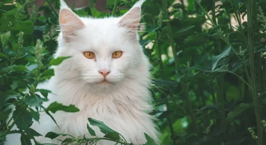 Un maestoso Maine Coon bianco, con occhi ambrati, si nasconde tra il fogliame verde. Immagina il suo imponente **maine coon xxl peso** mentre si muove con grazia.