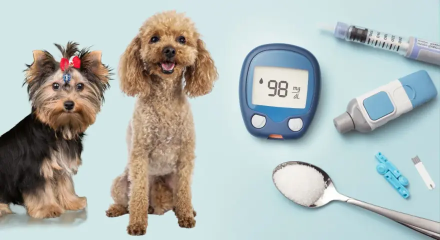 Due cani, un misuratore di glicemia e una siringa per insulina suggeriscono la gestione del diabete insipido nel cane.